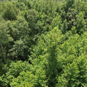 Photo #21 of Old Chinquapin, Beulaville, NC 3.7 acres