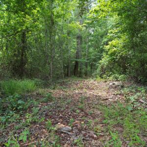 Photo #29 of Old Chinquapin, Beulaville, NC 3.7 acres