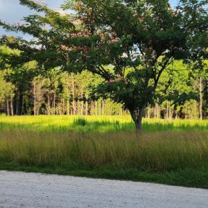 Photo #4 of Lot 1 Tracy, Burgaw, NC 1.0 acres