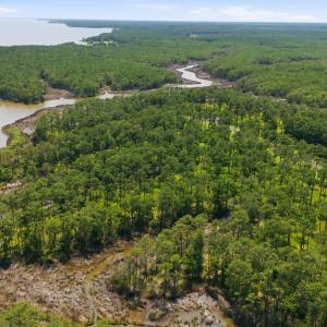 Photo #8 of 143 River Watch, Oriental, NC 4.6 acres