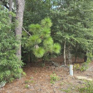 Photo #2 of 317 R J Johnson, Allendale, SC 25.0 acres