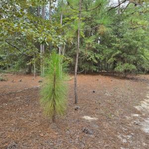 Photo #1 of 317 R J Johnson, Allendale, SC 25.0 acres