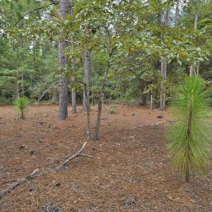 Photo #8 of 317 R J Johnson, Allendale, SC 25.0 acres