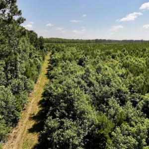 Photo #32 of U.S. 264, Engelhard, NC 500.0 acres