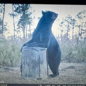 Photo #3 of U.S. 264, Engelhard, NC 500.0 acres