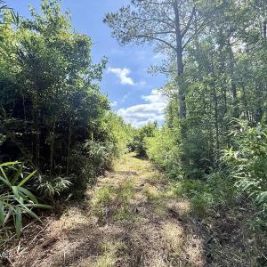 Photo #69 of U.S. 264, Engelhard, NC 500.0 acres