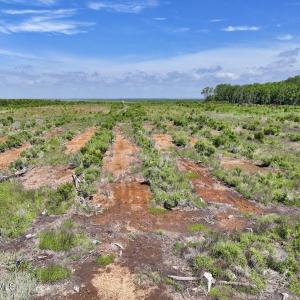 Photo #7 of U.S. 264, Engelhard, NC 500.0 acres
