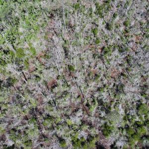 Photo #61 of U.S. 264, Engelhard, NC 500.0 acres