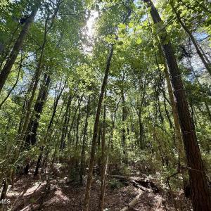 Photo #67 of U.S. 264, Engelhard, NC 500.0 acres