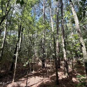 Photo #64 of U.S. 264, Engelhard, NC 500.0 acres