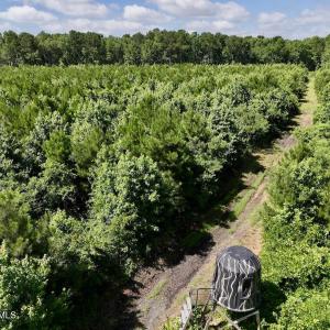 Photo #34 of U.S. 264, Engelhard, NC 500.0 acres