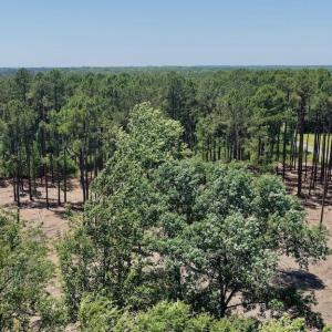 Photo #46 of 500 Indian Trail, Edenton, NC 964.4 acres