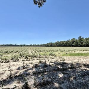 Photo #51 of 500 Indian Trail, Edenton, NC 964.4 acres