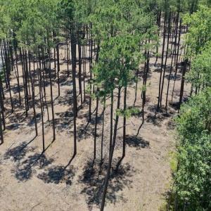 Photo #44 of 500 Indian Trail, Edenton, NC 964.4 acres