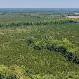 Photo #24 of 500 Indian Trail, Edenton, NC 964.4 acres