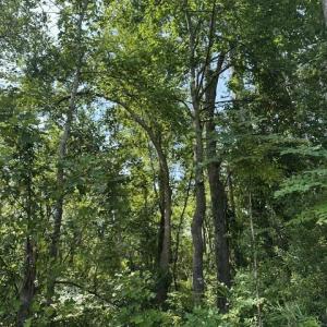 Photo #9 of Lot 2 Newberry, Roper, NC 1.0 acres