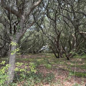 Photo #2 of 2391 Sandpiper, Corolla, NC 0.3 acres