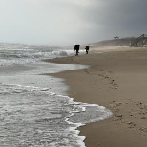 Photo #3 of 2391 Sandpiper, Corolla, NC 0.3 acres