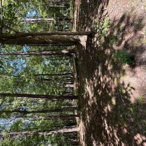 Photo #3 of 109 Chatooga, Hertford, NC 0.4 acres