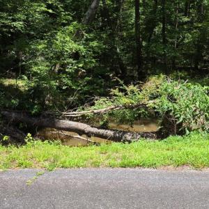 Photo #9 of Chestnut Ridge, McCormick, SC 105.0 acres