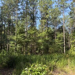 Photo #13 of Tbd Everett Chappell, Ellerbe, NC 213.0 acres