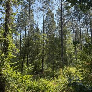 Photo #16 of Tbd Everett Chappell, Ellerbe, NC 213.0 acres