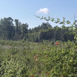 Photo #10 of Tbd Everett Chappell, Ellerbe, NC 213.0 acres