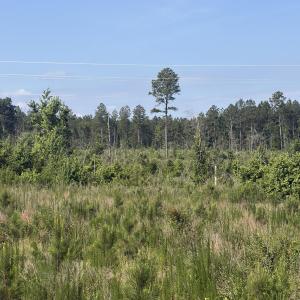 Photo #9 of Tbd Everett Chappell, Ellerbe, NC 213.0 acres