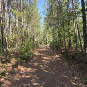 Photo #12 of Tbd Everett Chappell, Ellerbe, NC 213.0 acres