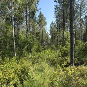 Photo #14 of Tbd Everett Chappell, Ellerbe, NC 213.0 acres