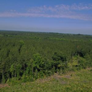 Photo #25 of Tbd Everett Chappell, Ellerbe, NC 213.0 acres