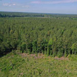Photo #26 of Tbd Everett Chappell, Ellerbe, NC 213.0 acres
