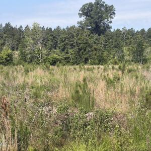 Photo #7 of Tbd Everett Chappell, Ellerbe, NC 213.0 acres