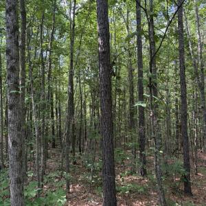 Photo #11 of Tbd Green, Ellerbe, NC 141.0 acres