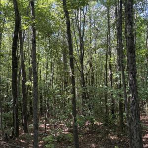 Photo #6 of Tbd Green, Ellerbe, NC 141.0 acres