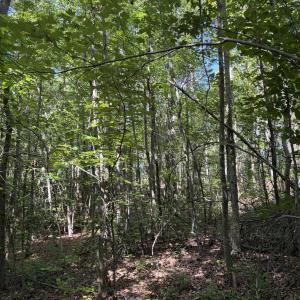Photo #7 of Tbd Green, Ellerbe, NC 141.0 acres