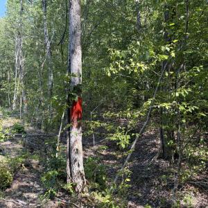 Photo #22 of Tbd Green, Ellerbe, NC 141.0 acres