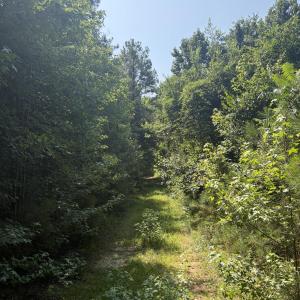 Photo #18 of Tbd Green, Ellerbe, NC 141.0 acres