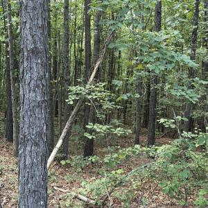 Photo #9 of Tbd Green, Ellerbe, NC 141.0 acres