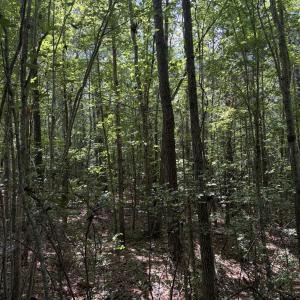 Photo #8 of Tbd Green, Ellerbe, NC 141.0 acres