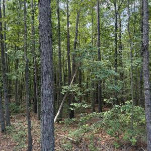 Photo #10 of Tbd Green, Ellerbe, NC 141.0 acres