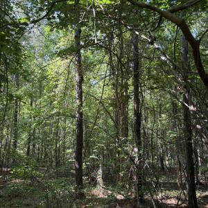 Photo #19 of Tbd Green, Ellerbe, NC 141.0 acres