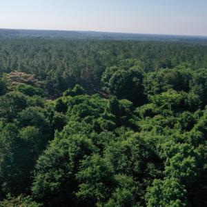 Photo #27 of Tbd Jones Spring Church, Ellerbe, NC 154.4 acres
