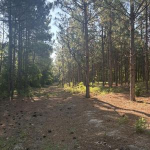Photo #9 of Tbd Jones Spring Church, Ellerbe, NC 154.4 acres