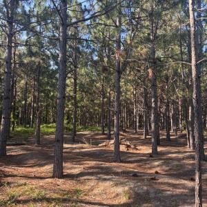 Photo #8 of Tbd Jones Spring Church, Ellerbe, NC 154.4 acres