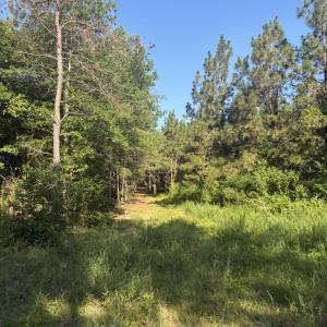 Photo #12 of Tbd Jones Spring Church, Ellerbe, NC 154.4 acres