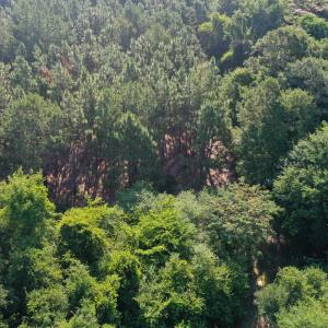 Photo #25 of Tbd Jones Spring Church, Ellerbe, NC 154.4 acres
