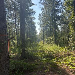 Photo #14 of Tbd Jones Spring Church, Ellerbe, NC 154.4 acres