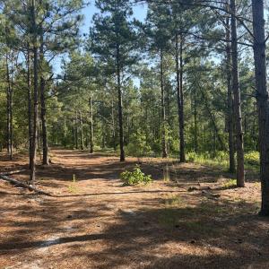 Photo #15 of Tbd Jones Spring Church, Ellerbe, NC 154.4 acres