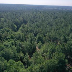 Photo #23 of Tbd Jones Spring Church, Ellerbe, NC 154.4 acres